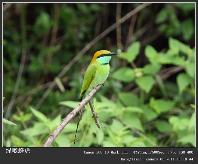 Asian Green Bee-eater - ML249171781