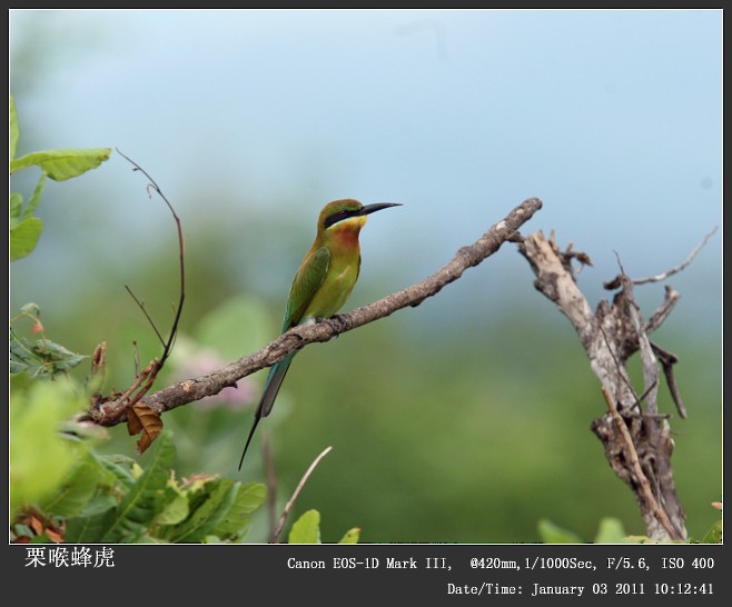 Blue-tailed Bee-eater - ML249171791