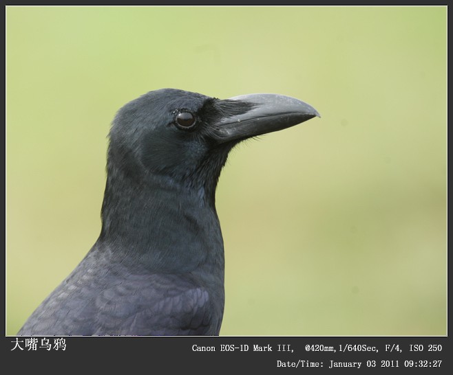 Large-billed Crow - Qiang Zeng