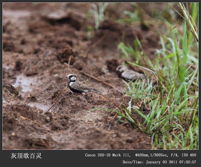 Ashy-crowned Sparrow-Lark - Qiang Zeng