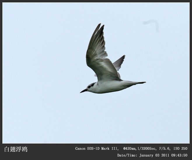 White-winged Tern - ML249172381