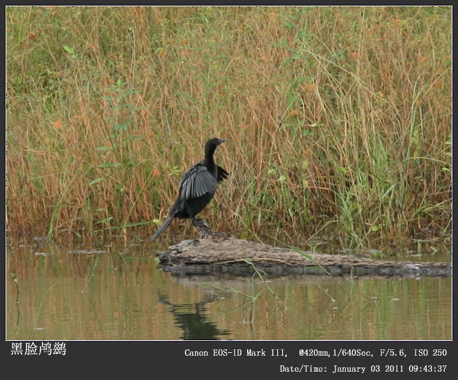 Little Cormorant - Qiang Zeng