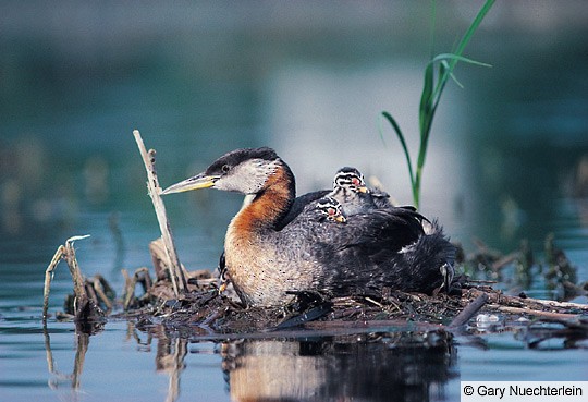 Adult Red-necked Grebe, with chicks at its nest. - Red-necked Grebe - 