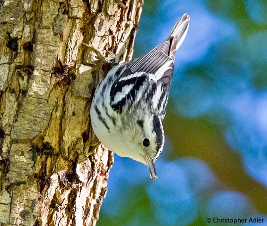 Black-and-white Warbler Female/first-year male Black-and-white Warbler; Chula Vista, CA; 1 November.