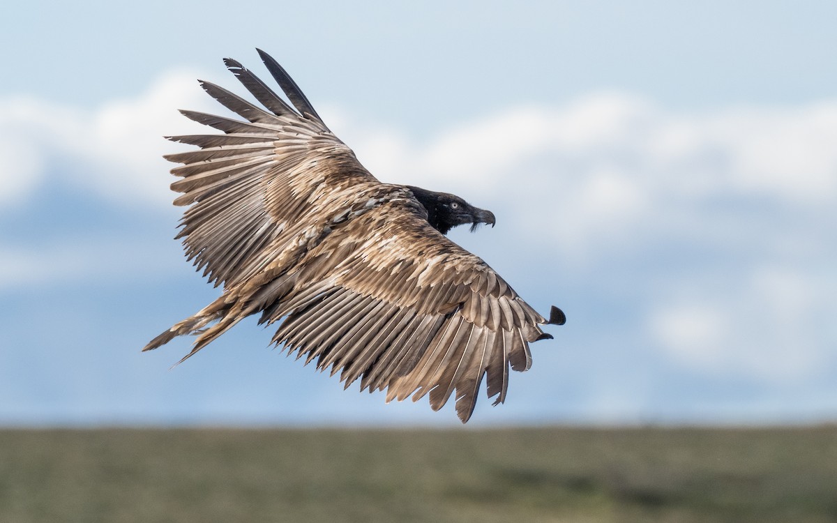 Bearded Vulture - ML249175291