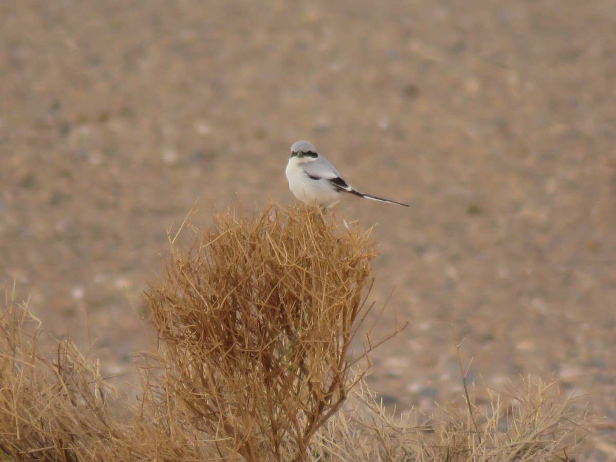 Great Gray Shrike (Sahara) - Antonio Xeira