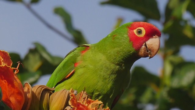 Red-masked Parakeet - ML249181261