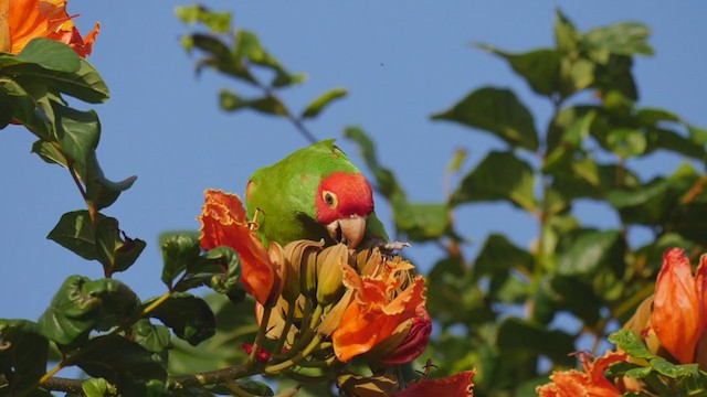 Red-masked Parakeet - ML249181331