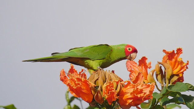 Guayaquil Papağanı - ML249181371