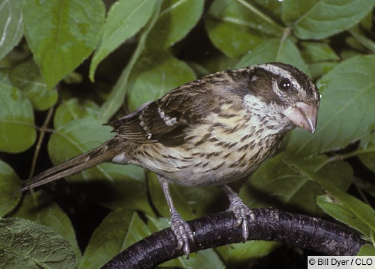 Column: Rose-breasted grosbeaks make appearances