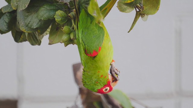 Guayaquil Papağanı - ML249183161