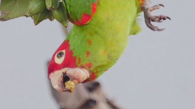 Guayaquil Papağanı - ML249184081