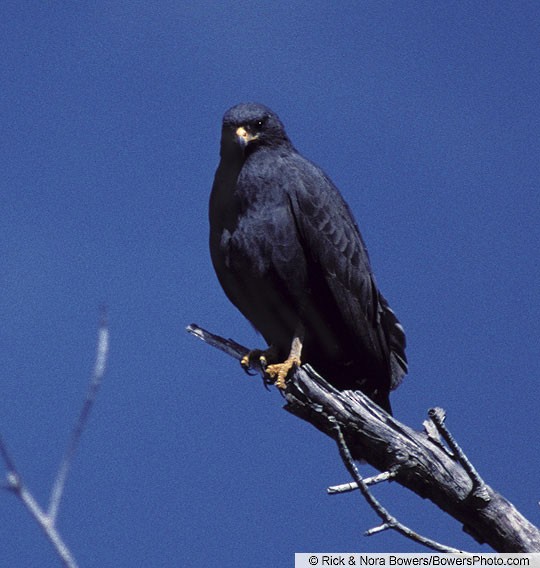 Common Black-Hawk - eBirdr