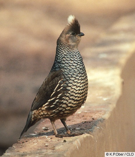 Plumages, Molts, and Structure - Scaled Quail - Callipepla squamata - Birds  of the World