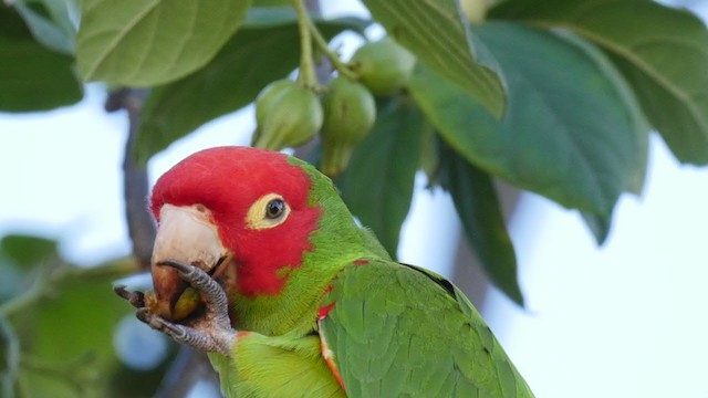Guayaquil Papağanı - ML249192571