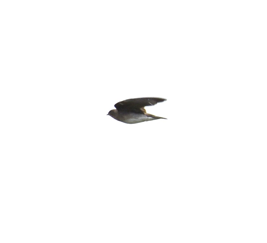 Northern Rough-winged Swallow - Joe Gyekis
