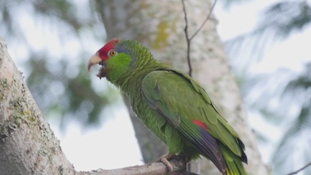 Red-crowned Parrot - ML249196511