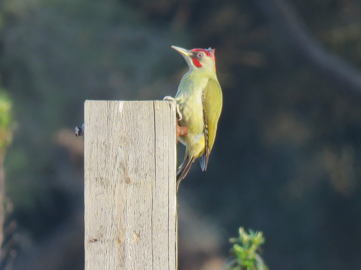 Iberian Green Woodpecker - ML249197351