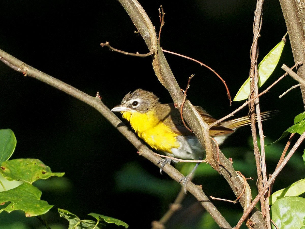 Yellow-breasted Chat - ML249197621