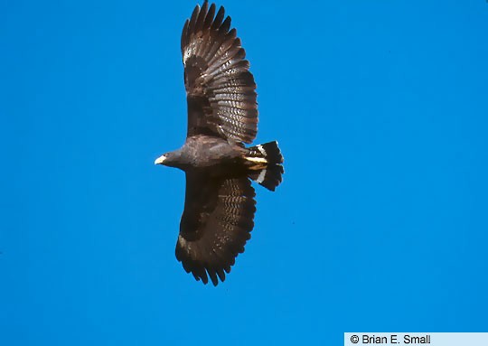 Common Black-Hawk (Buteogallus anthracinus) - North American Birds - Birds  of North America