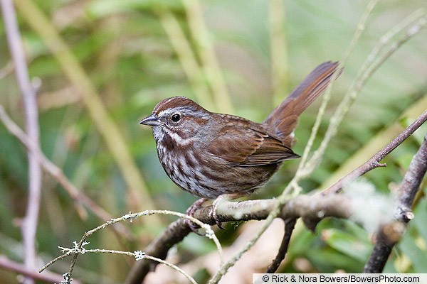 Appearance Song Sparrow Melospiza Melodia Birds Of The World