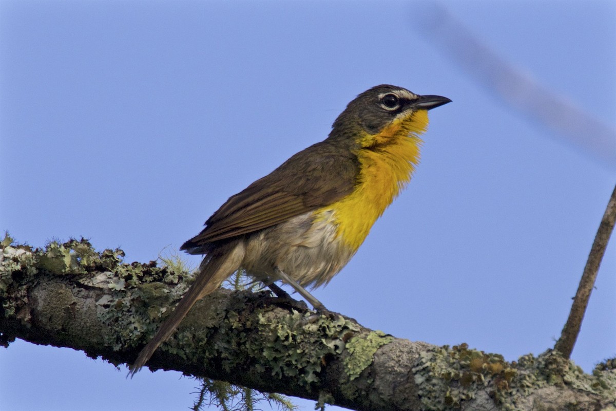 Yellow-breasted Chat - ML249198711