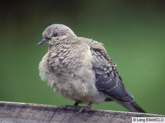 mourning dove juvenile