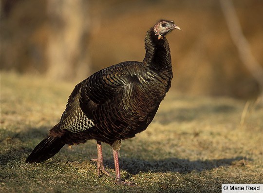 Appearance Wild Turkey Meleagris Gallopavo Birds Of The World