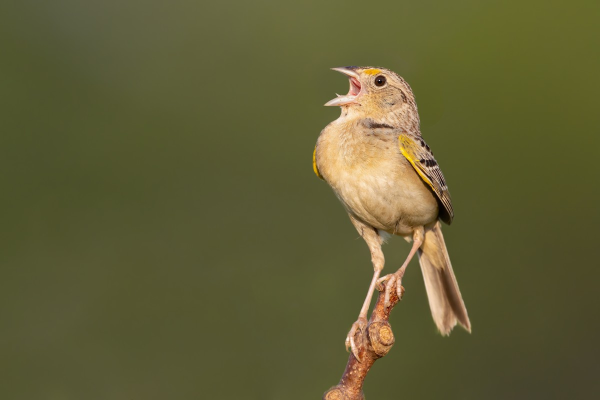 Grasshopper Sparrow - ML249203661