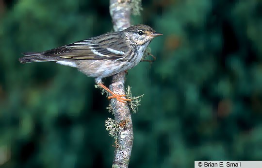 Female Blackpoll Warbler, Chambers Co., TX, April. - Blackpoll Warbler - 