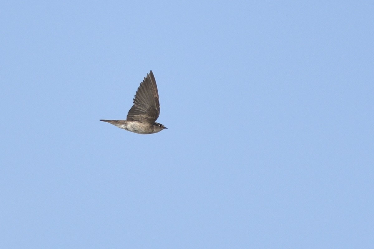 Northern Rough-winged Swallow - ML249210791