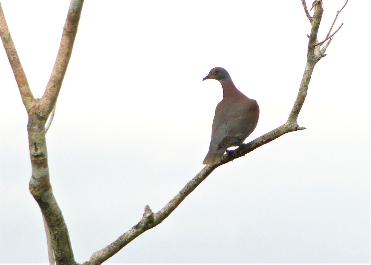 Pale-vented Pigeon - ML249212061
