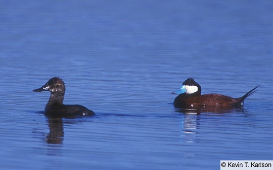 Plumages, Molts, and Structure - Ruddy Duck - Oxyura jamaicensis