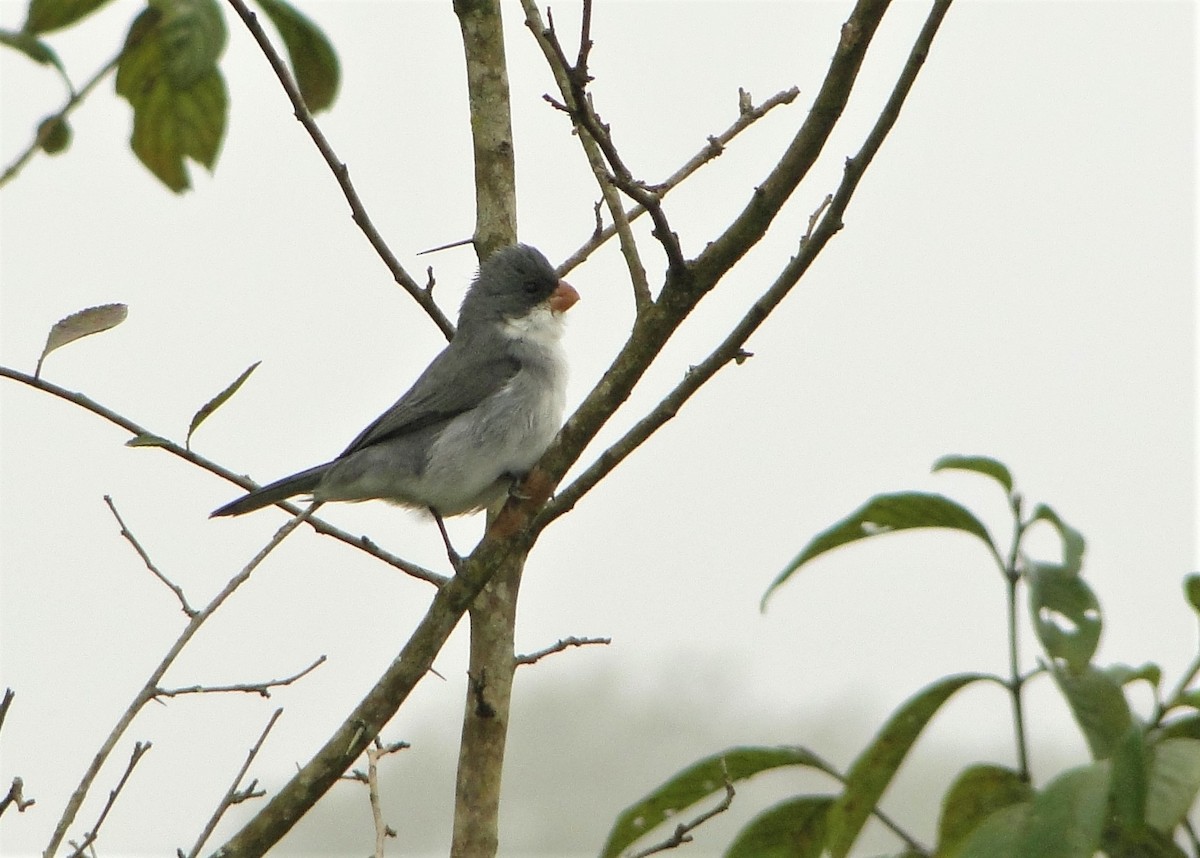 White-bellied Seedeater - ML249218691