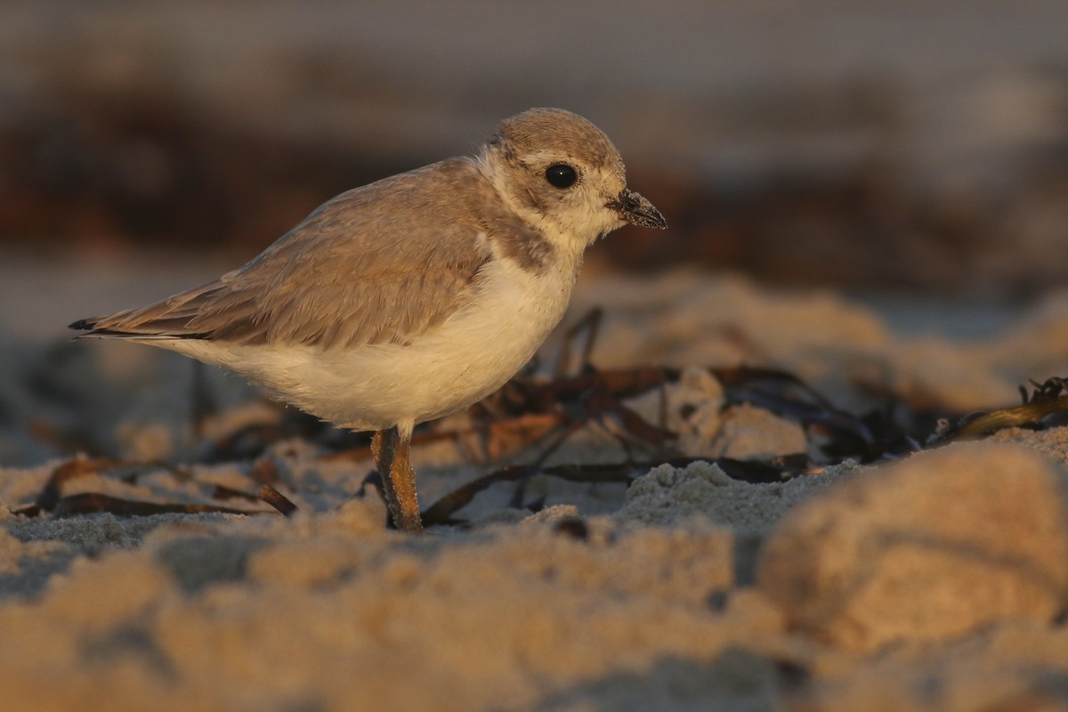 Piping Plover - ML249219151