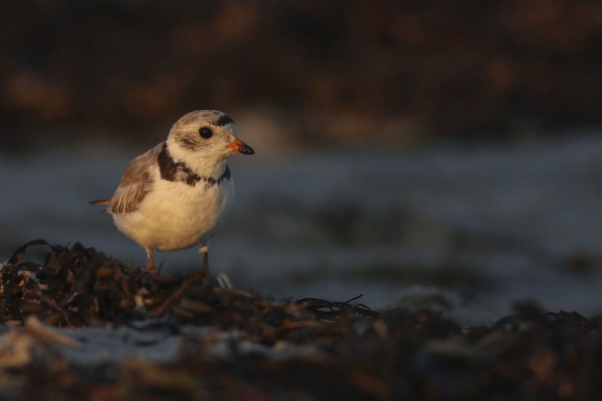 Piping Plover - ML249219181