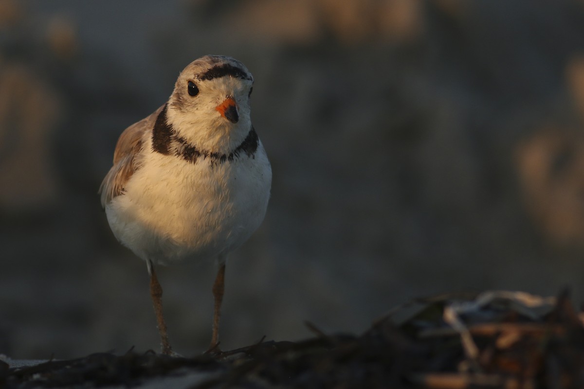 Piping Plover - ML249219191