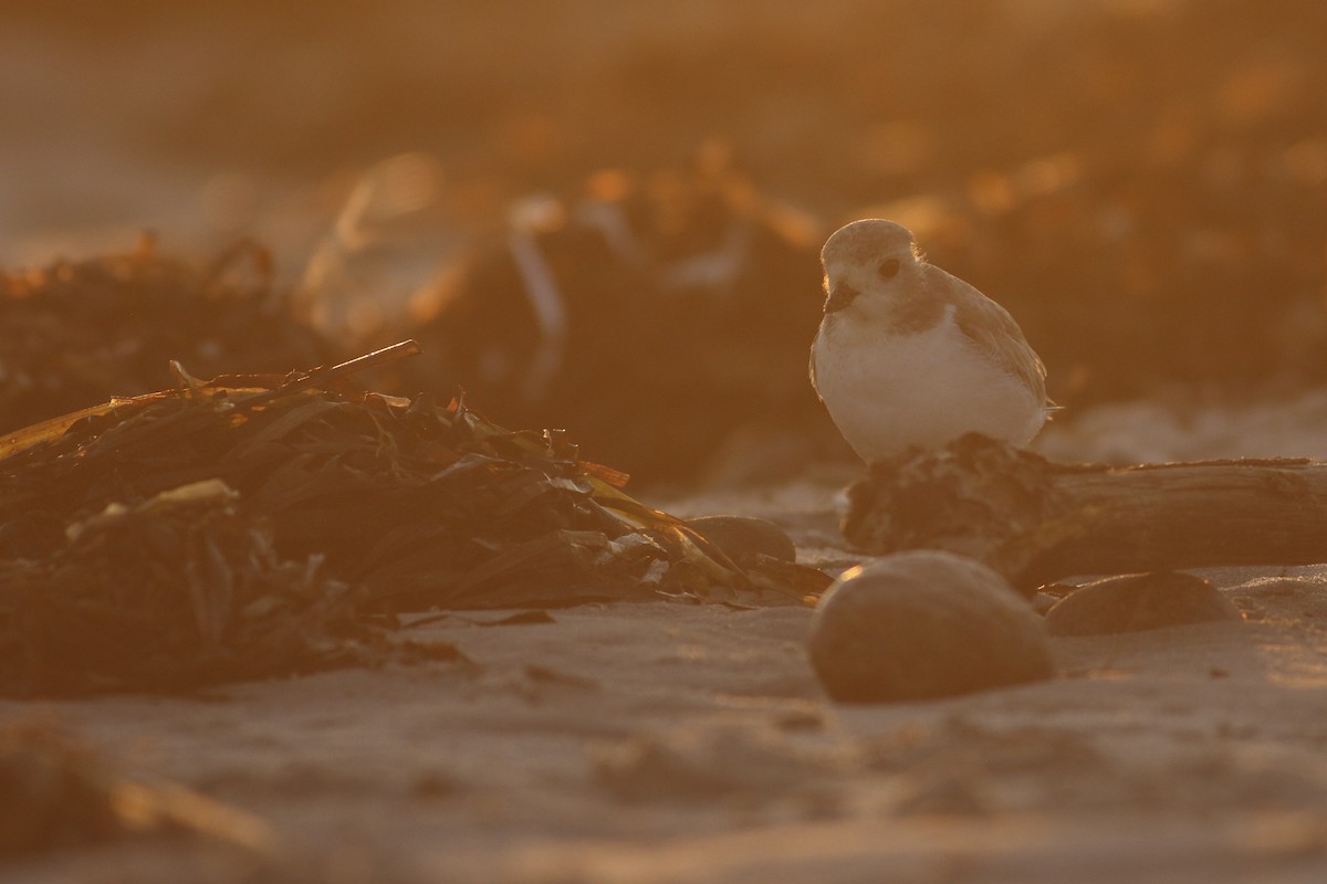 Piping Plover - ML249219211