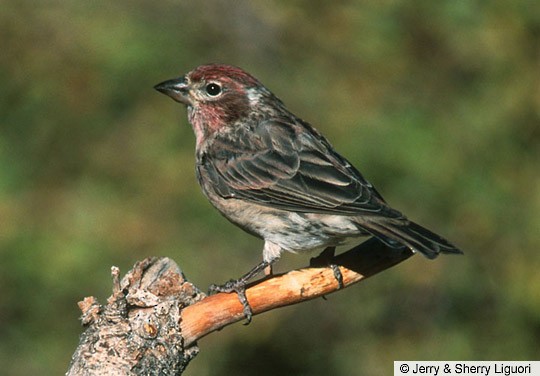 Photos - Cassin's Finch - Haemorhous cassinii - Birds of the World