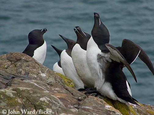 Behavior - Razorbill - Alca torda - Birds of the World