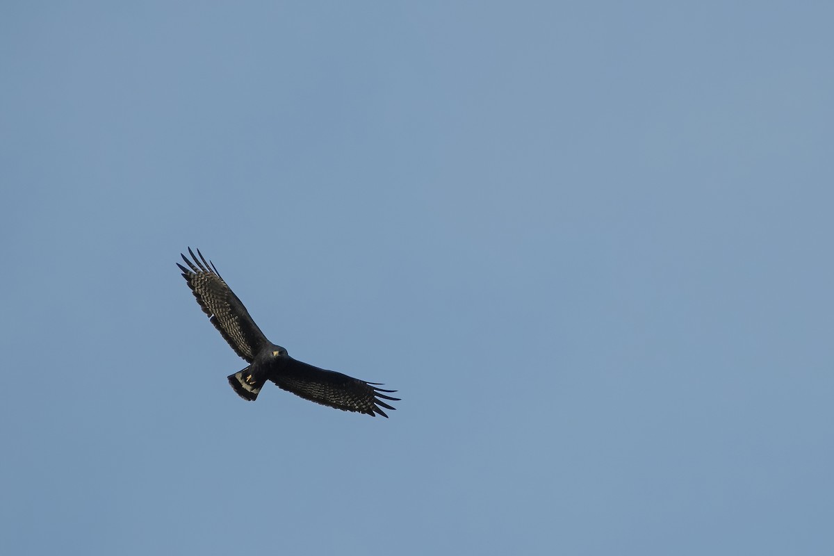 Zone-tailed Hawk - ML249224001