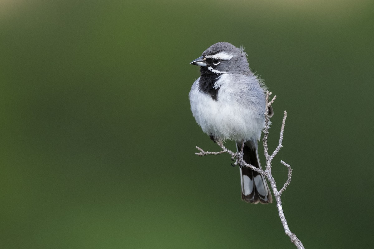 Black-throated Sparrow - Bryan Calk