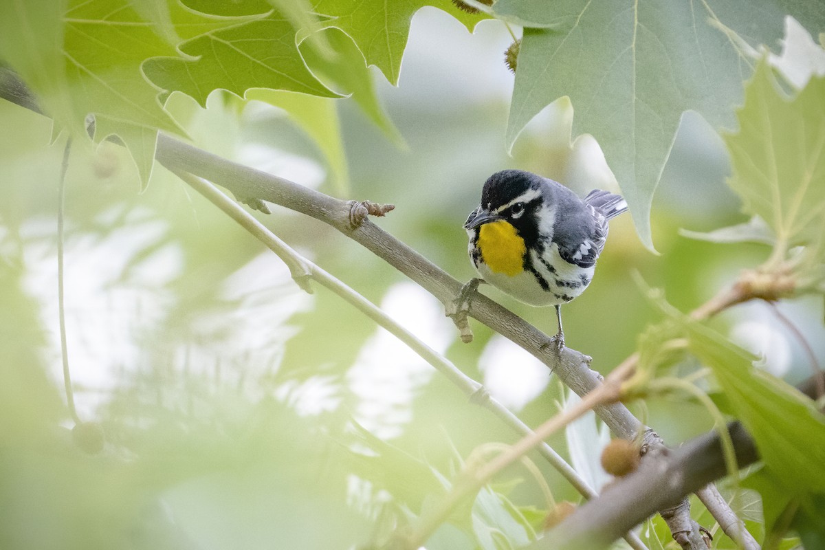 Yellow-throated Warbler - ML249225371
