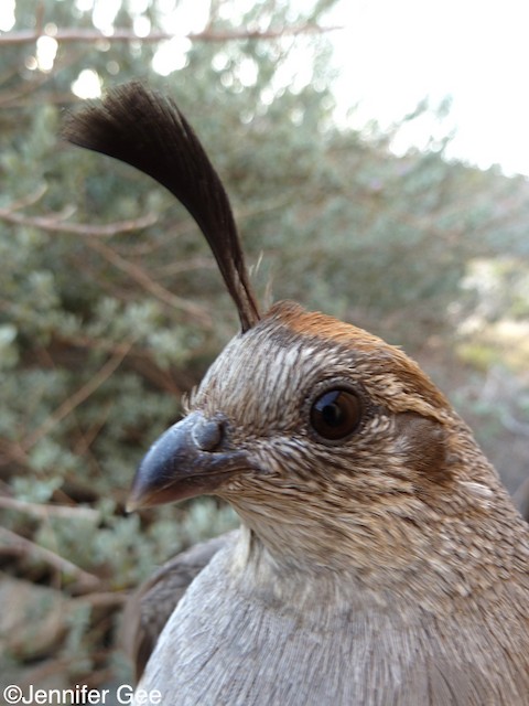 Plumages, Molts, and Structure - Gambel's Quail - Callipepla