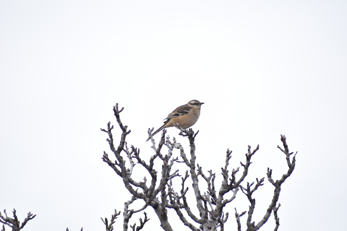 Patagonian Mockingbird - ML249227621