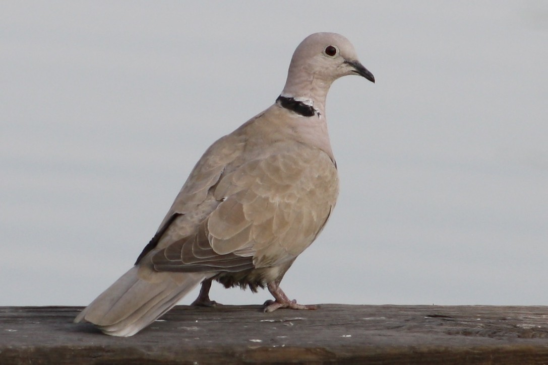 Eurasian Collared-Dove - Rocío Reybal 🐦