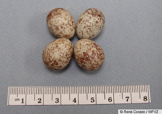 Breeding Song Sparrow Melospiza Melodia Birds Of The World