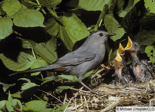 Breeding Gray Catbird Dumetella Carolinensis Birds Of The World