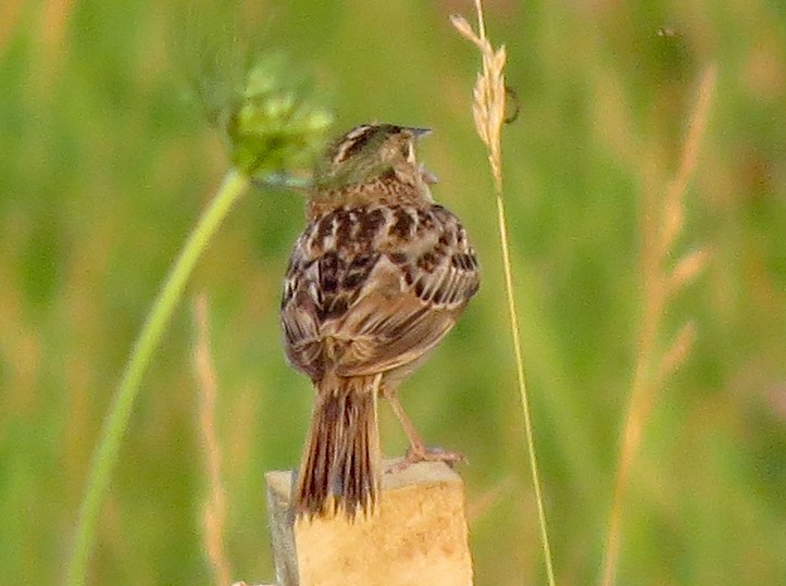 Grasshopper Sparrow - Don Gorney