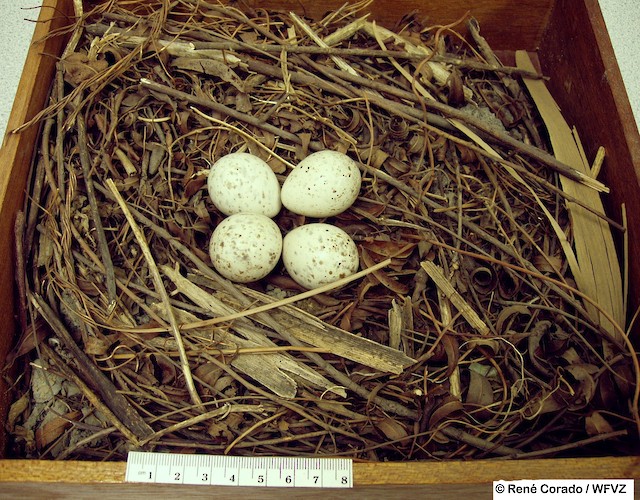 woodcock bird eggs